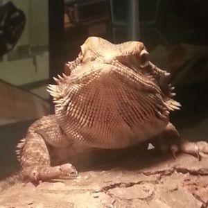 Meet your Posher, Elizardo